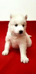 eBuscar Segunda mano Vendo cachorros husky siberiano