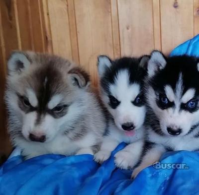 eBuscar Segunda mano Vendo cachorros husky siberiano