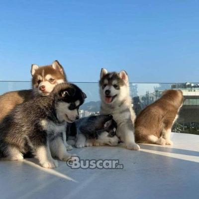 eBuscar Segunda mano Vendo cachorros husky siberiano