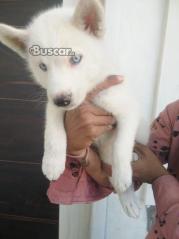 eBuscar Segunda mano Vendo cachorros husky siberiano
