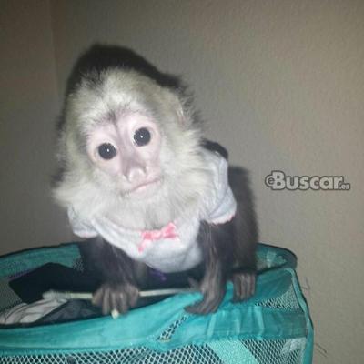 eBuscar Segunda mano capuchinos machos y hembras  wasap...