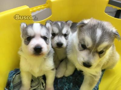 eBuscar Segunda mano Vendo cachorros husky siberiano