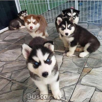 eBuscar Segunda mano Vendo cachorros husky siberiano