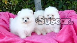 eBuscar Segunda mano Cachorros pomerania toy listos