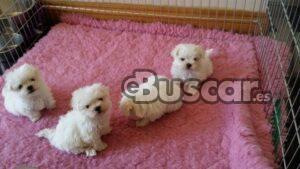 eBuscar Segunda mano Cachorros bichón maltés toy