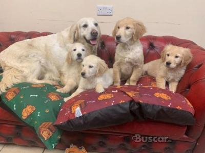 eBuscar Segunda mano Excelentes Cachorros de Golden Retriever
