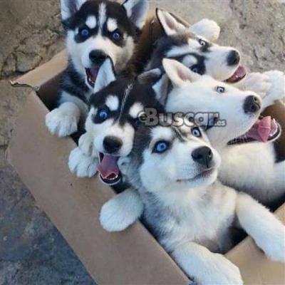 eBuscar Segunda mano Preciosos Cachorros Siberian Husky