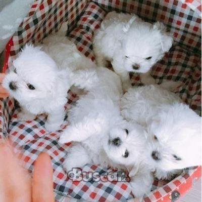 eBuscar Segunda mano Preciosos Cachorros Bichón Maltés
