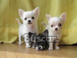 eBuscar Segunda mano Cachorros chihuahua