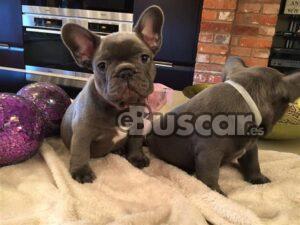 eBuscar Segunda mano Adorables cachorros de bulldog francés!