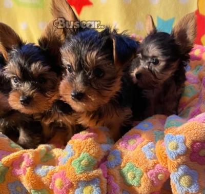 eBuscar Segunda mano Preciosos Cachorros Yorhsire