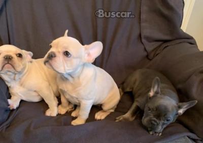 eBuscar Segunda mano CACHORROS DE BULLDOG FRANCÉS
