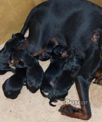 eBuscar Segunda mano Cachorros mini pincher