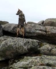 eBuscar Segunda mano Perro checoslovaco montas