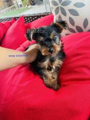 eBuscar Segunda mano HERMOSAS CACHORROS TERRIER YORKSHIRE