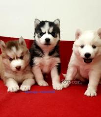eBuscar Segunda mano Vendo cachorros husky siberiano