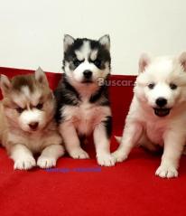 eBuscar Segunda mano Vendo cachorros husky siberiano