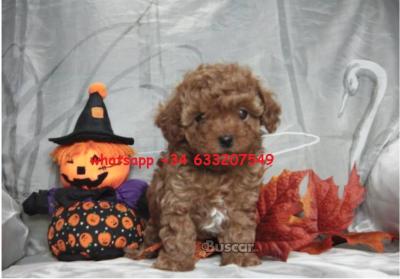 eBuscar Segunda mano venta cachorros caniches
