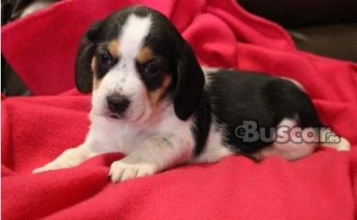 eBuscar Segunda mano BEAGLE TRICOLOR