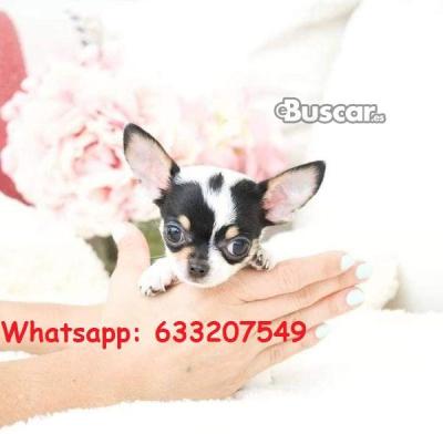 eBuscar Segunda mano CHIHUAHUA DE PELO LARGO