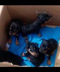 eBuscar Segunda mano Cachorros pincher