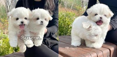 eBuscar Segunda mano Cachorros Bichon maltes disponible