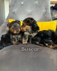 eBuscar Segunda mano PEQUEÑOS CACHORROS DE YORKSHIRE