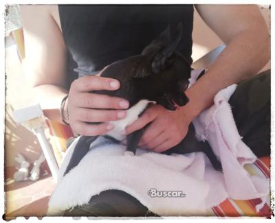 eBuscar Segunda mano Chihuahua macho 6 meses y medio pequeño