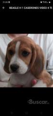 eBuscar Segunda mano CACHORROS BEAGLES TRICOLORES