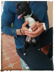 eBuscar Segunda mano Machito toy 6 meses y medio chihuahua...