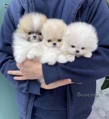 eBuscar Segunda mano Pomerania toy
