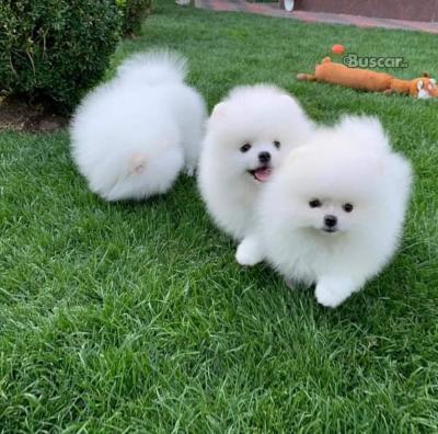 eBuscar Segunda mano Pomerania toy 632424115