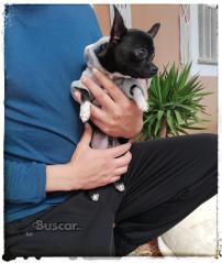 eBuscar Segunda mano Chihuahua pequeño 6 meses y medio es...