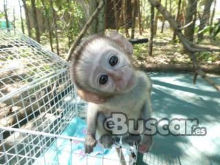 eBuscar Segunda mano Monos capuchinos acrobáticos