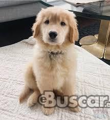 eBuscar Segunda mano Golden Retriever Bebés para nuevos...