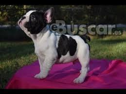 eBuscar Segunda mano Fantásticos cachorros de bulldog...