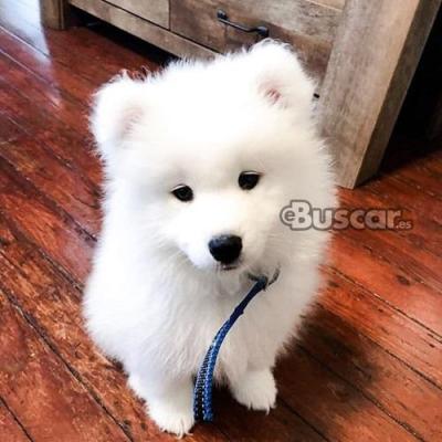eBuscar Segunda mano CACHORROS SAMOYEDO blanco
