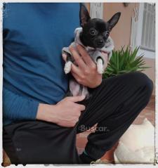 eBuscar Segunda mano Chihuahua toy macho 7 meses hermoso