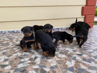 eBuscar Segunda mano Cachorros Rottweiler