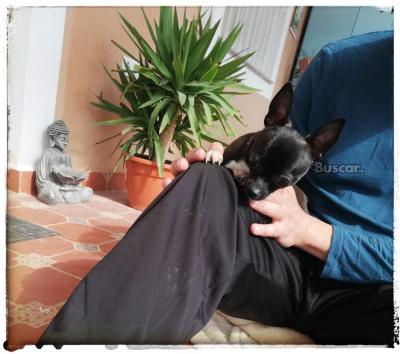 eBuscar Segunda mano Chihuahua macho toy 7 meses