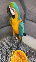 eBuscar Segunda mano hablado y inteligentes loros guacamayos...
