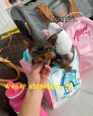 eBuscar Segunda mano cachorros yorkie macho y hembra