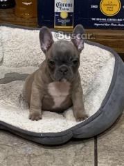 eBuscar Segunda mano cachorros de bulldog francés machos y...