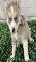 eBuscar Segunda mano Vendo cachorros husky siberiano