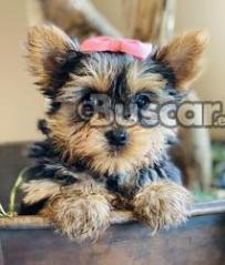 eBuscar Segunda mano Cachorros Yorkshire Terrier machos y...