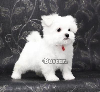 eBuscar Segunda mano Regalo cachorros de Bichon Maltes Mini...