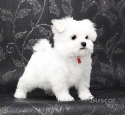 eBuscar Segunda mano Cachorros Bichón Maltés disponibles