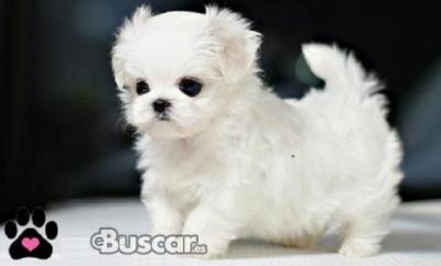 eBuscar Segunda mano MagnÍficos cachorros de bichon maltés...