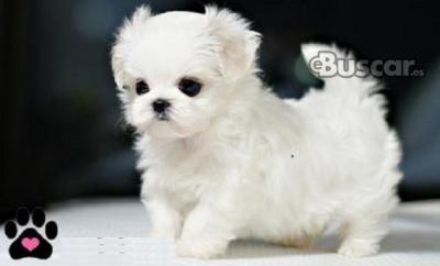 eBuscar Segunda mano Regalo cachorros de Bichon Maltese