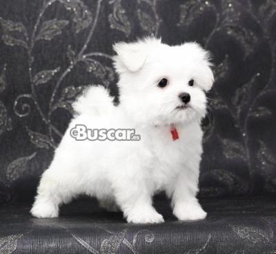 eBuscar Segunda mano Regalo cachorros de Bichon Maltes Mini...